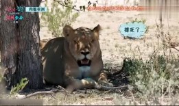 娛樂吃瓜君迅猛龍唱歌